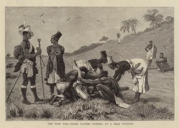 La guerra zulú, los cafres de Natal cortando un buey muerto